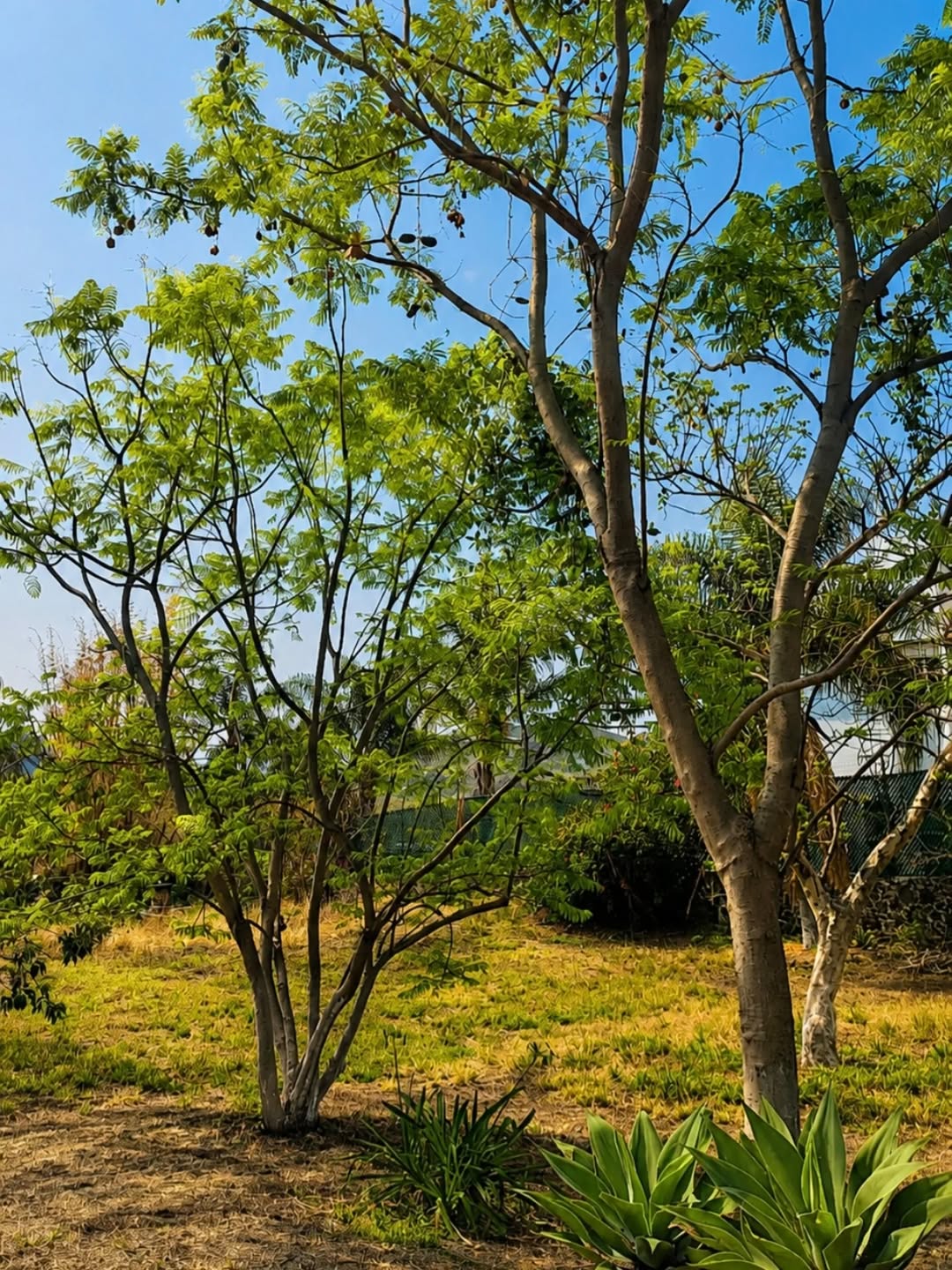 Neshama entre los árboles, Tepoztlán